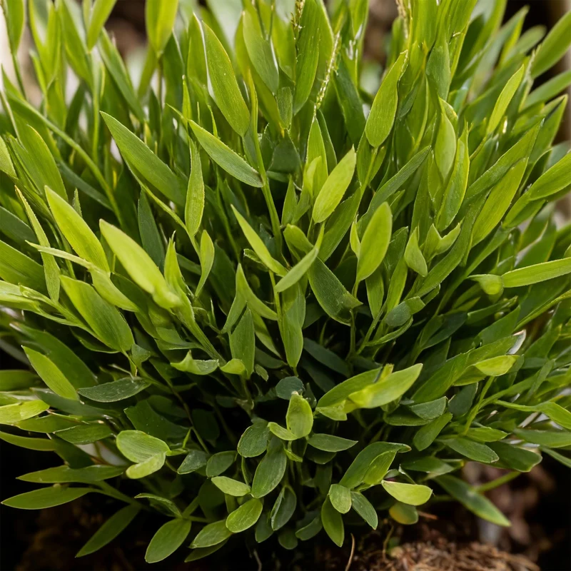 Bamusa Pogonatherum Monica - Bambusgras - Haustierfreundliche Pflanze - 1 Pflanze - mit Topf Potter Weiß, Anthrazit oder im Korb - Topf 12cm - Höhe 20cm