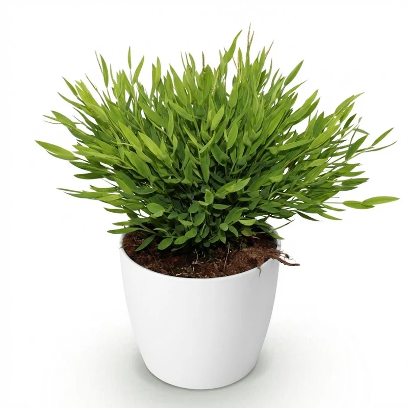 Bamusa Pogonatherum Monica - Bambusgras - Haustierfreundliche Pflanze - 1 Pflanze - mit Topf Potter Weiß, Anthrazit oder im Korb - Topf 12cm - Höhe 20cm