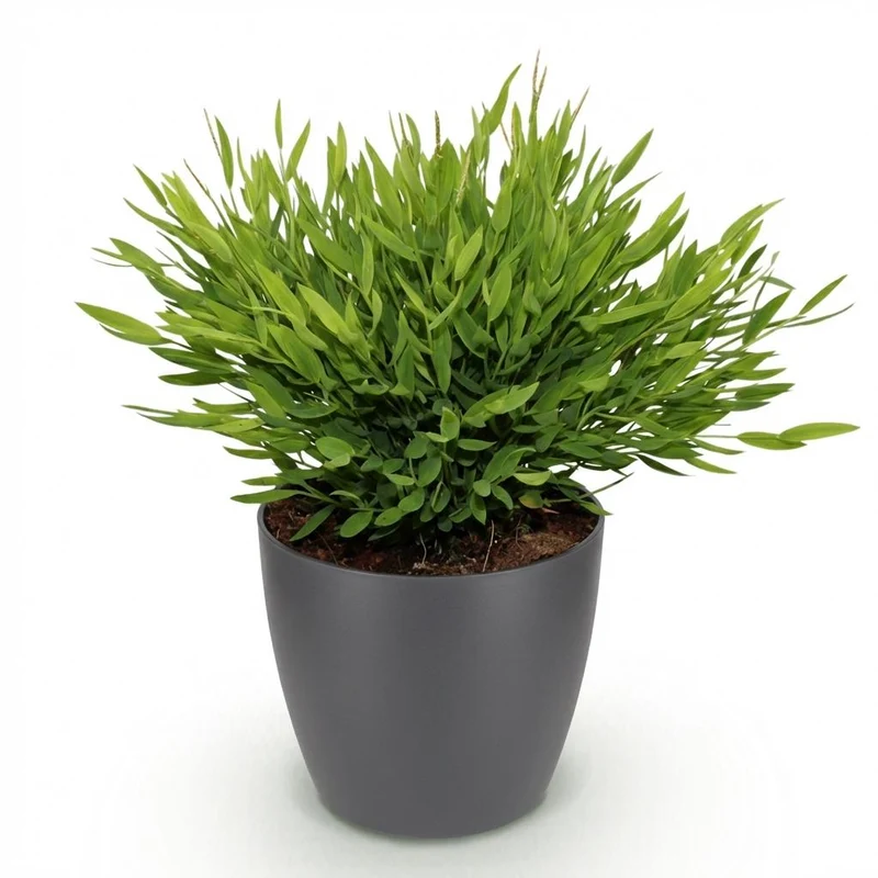 Bamusa Pogonatherum Monica - Bambusgras - Haustierfreundliche Pflanze - 1 Pflanze - mit Topf Potter Weiß, Anthrazit oder im Korb - Topf 12cm - Höhe 20cm