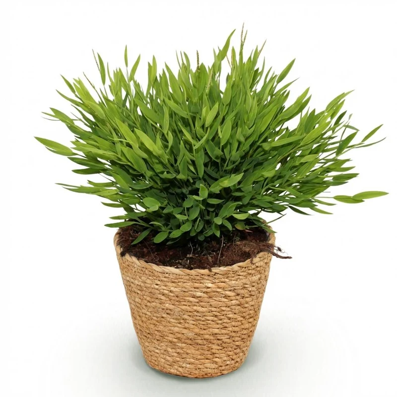 Bamusa Pogonatherum Monica - Bambusgras - Haustierfreundliche Pflanze - 1 Pflanze - mit Topf Potter Weiß, Anthrazit oder im Korb - Topf 12cm - Höhe 20cm