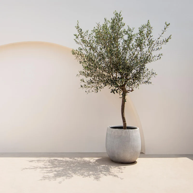 Olivenbaum kaufen – Olea europaea, Ø19 cm Topf, ca. 90 cm Terrassenpflanze