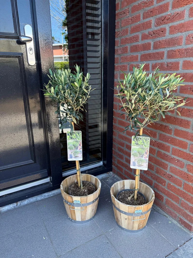 Olivenbaum kaufen – Olea europaea, Ø19 cm Topf, ca. 90 cm Terrassenpflanze