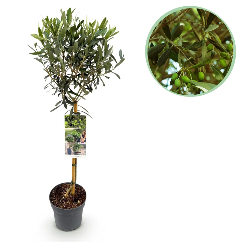 Olivenbaum kaufen – Olea europaea, Ø19 cm Topf, ca. 90 cm Terrassenpflanze