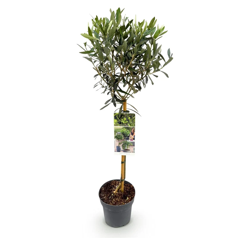 Olivenbaum kaufen – Olea europaea, Ø19 cm Topf, ca. 90 cm Terrassenpflanze