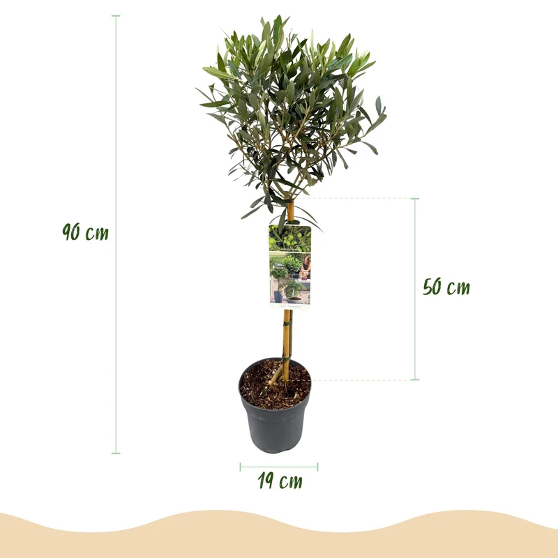 Olivenbaum kaufen – Olea europaea, Ø19 cm Topf, ca. 90 cm Terrassenpflanze