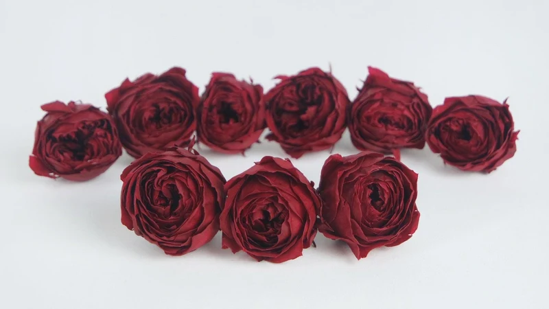 Rosen konserviert Cocotte Earth Matters - 9 Köpfe - Wine red 471