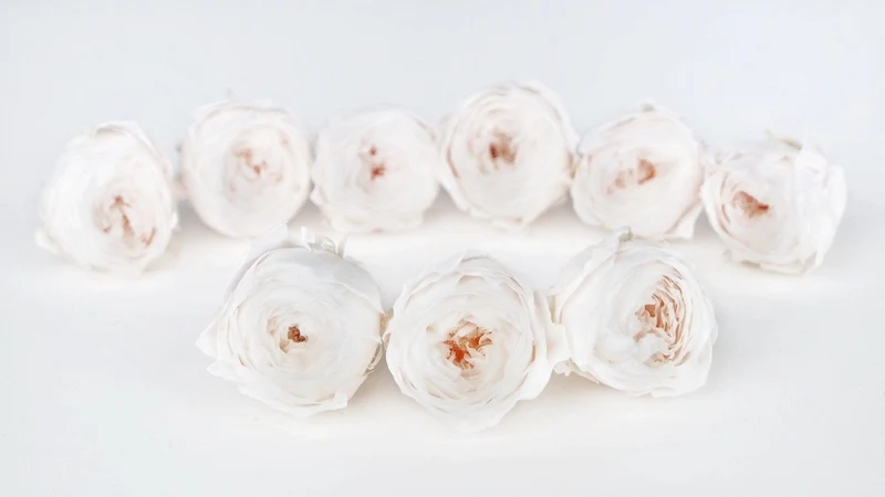 Rosen konserviert Cocotte Earth Matters - 9 Köpfe - White champagne 021
