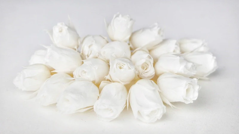 Rosenblütenknospen konserviert Earth Matters - 20 Köpfe - Pure white 001