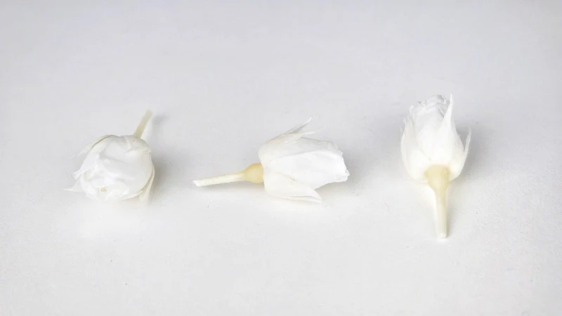 Rosenblütenknospen konserviert Earth Matters - 20 Köpfe - Pure white 001