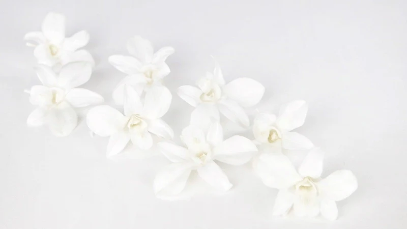 Orchidee Dendrobium konserviert Earth Matters - 8 Köpfe - Pure white 010