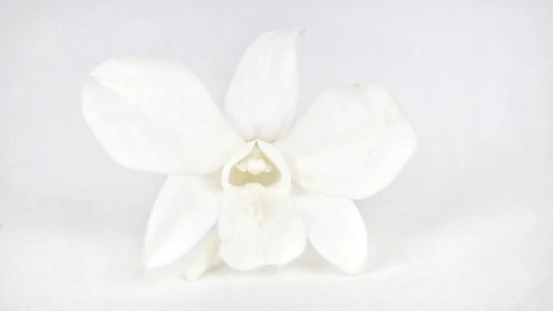 Orchidee Dendrobium konserviert Earth Matters - 8 Köpfe - Pure white 010