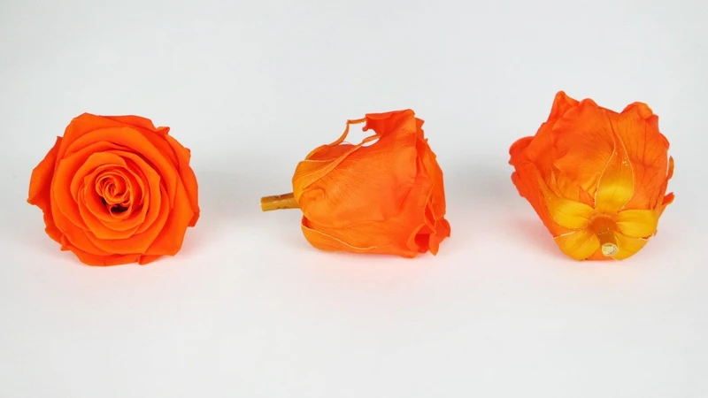 Stabilisierte Rosen Kiara 6 cm - 6 Stück - Orange flame