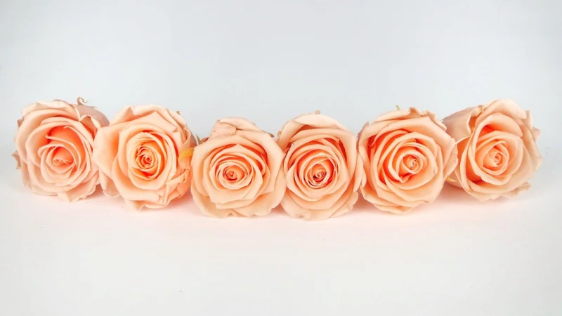 Stabilisierte Rosen Kiara 6 cm - 6 Stück - Peach nectar