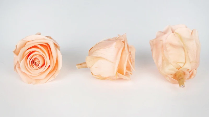 Stabilisierte Rosen Kiara 6 cm - 6 Stück - Peach nectar