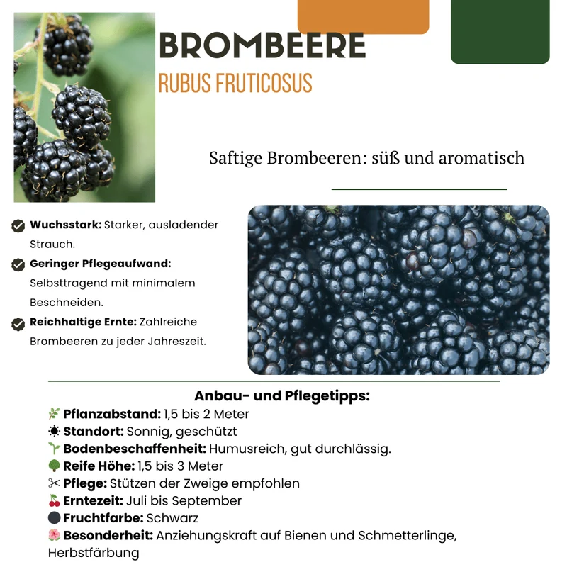 3 x Bio-Brombeerpflanzen – Ø 13 cm – ↨ 20 cm