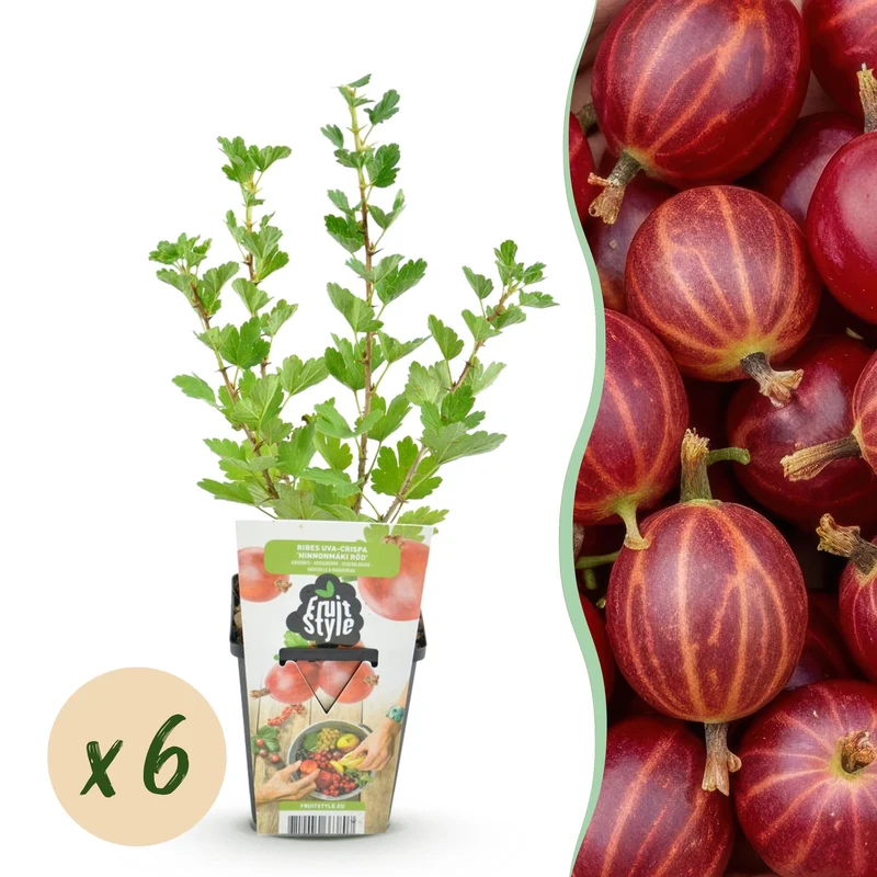 Stachelbeere ‘Hinnonmäki Rot’– winterhart – 6 Pflanzen – Topf Ø 9 cm – 10–25 cm