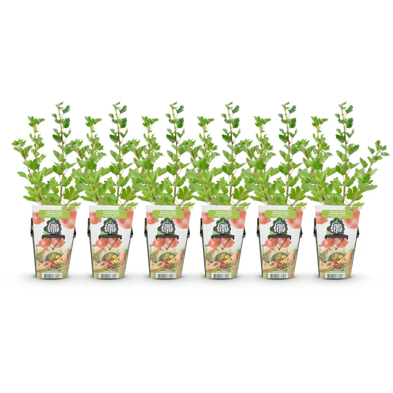 Stachelbeere ‘Hinnonmäki Rot’– winterhart – 6 Pflanzen – Topf Ø 9 cm – 10–25 cm