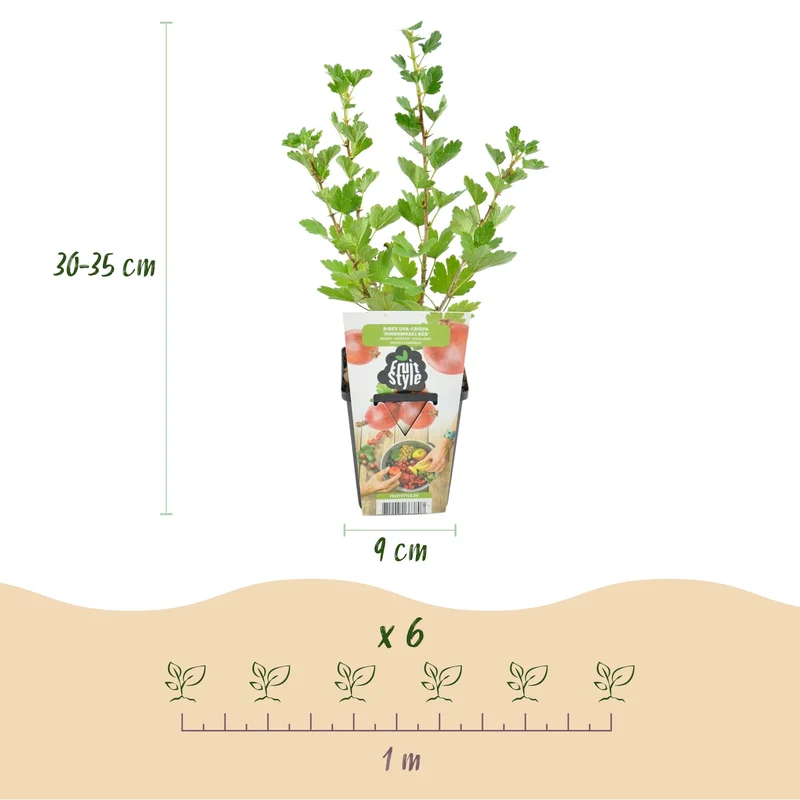 Stachelbeere ‘Hinnonmäki Rot’– winterhart – 6 Pflanzen – Topf Ø 9 cm – 10–25 cm