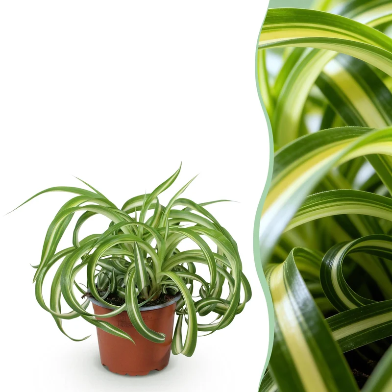 Chlorophytum comosum Bonnie - Lockige Graslilie - Haustierfreundliche Pflanze - Grün - 1 Pflanze - Topf 12cm - Höhe 20cm