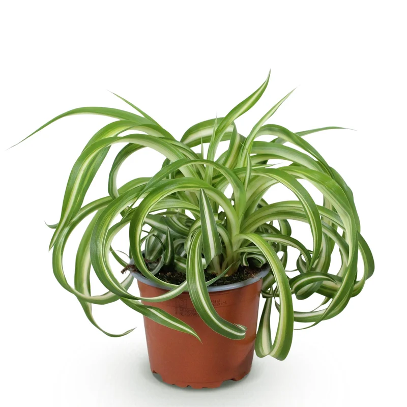 Chlorophytum comosum Bonnie - Lockige Graslilie - Haustierfreundliche Pflanze - Grün - 1 Pflanze - Topf 12cm - Höhe 20cm
