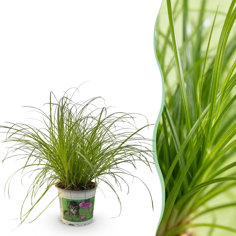 Cyperus alternifolius Zumula - Katzenpflanze - Haustierfreundliche Pflanze - Grün - 1 Pflanze - Topf 12cm - Höhe 20cm