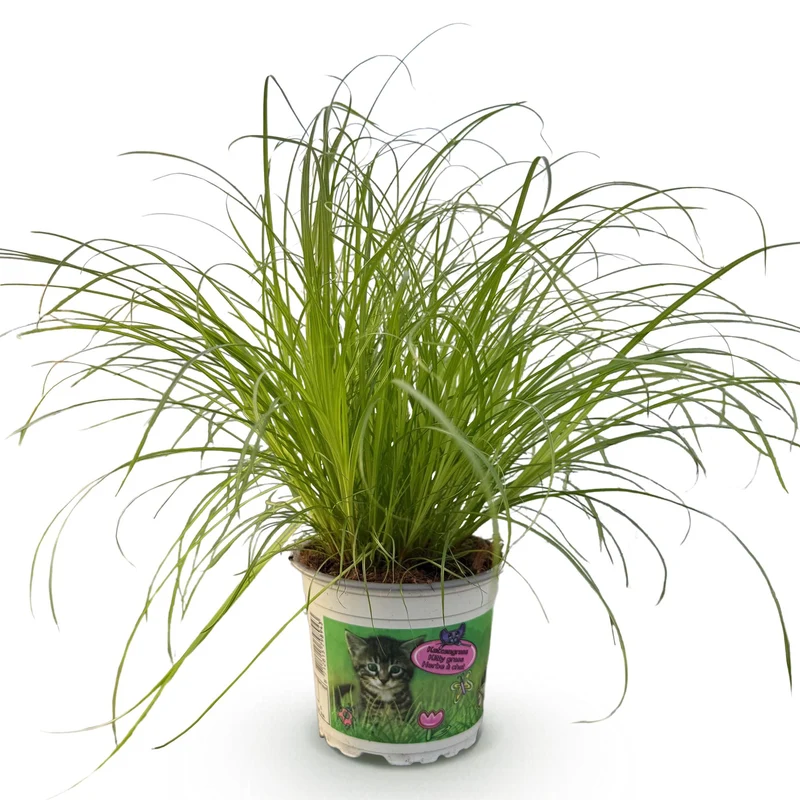 Cyperus alternifolius Zumula - Katzenpflanze - Haustierfreundliche Pflanze - Grün - 1 Pflanze - Topf 12cm - Höhe 20cm