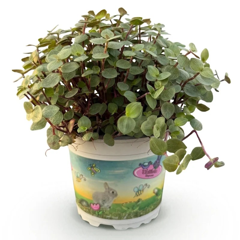 Calissia repens - Schildkrötenpflanze - Haustierfreundliche Pflanze - Grün - 1 Pflanze - Topf 12cm - Höhe 14cm