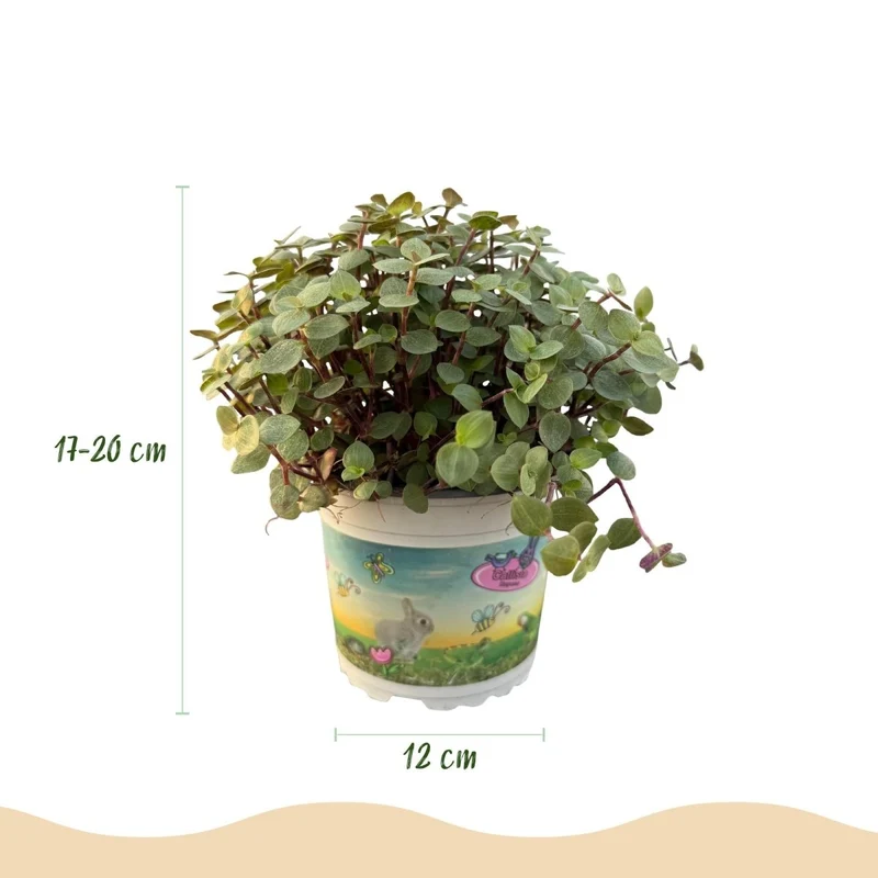 Calissia repens - Schildkrötenpflanze - Haustierfreundliche Pflanze - Grün - 1 Pflanze - Topf 12cm - Höhe 14cm