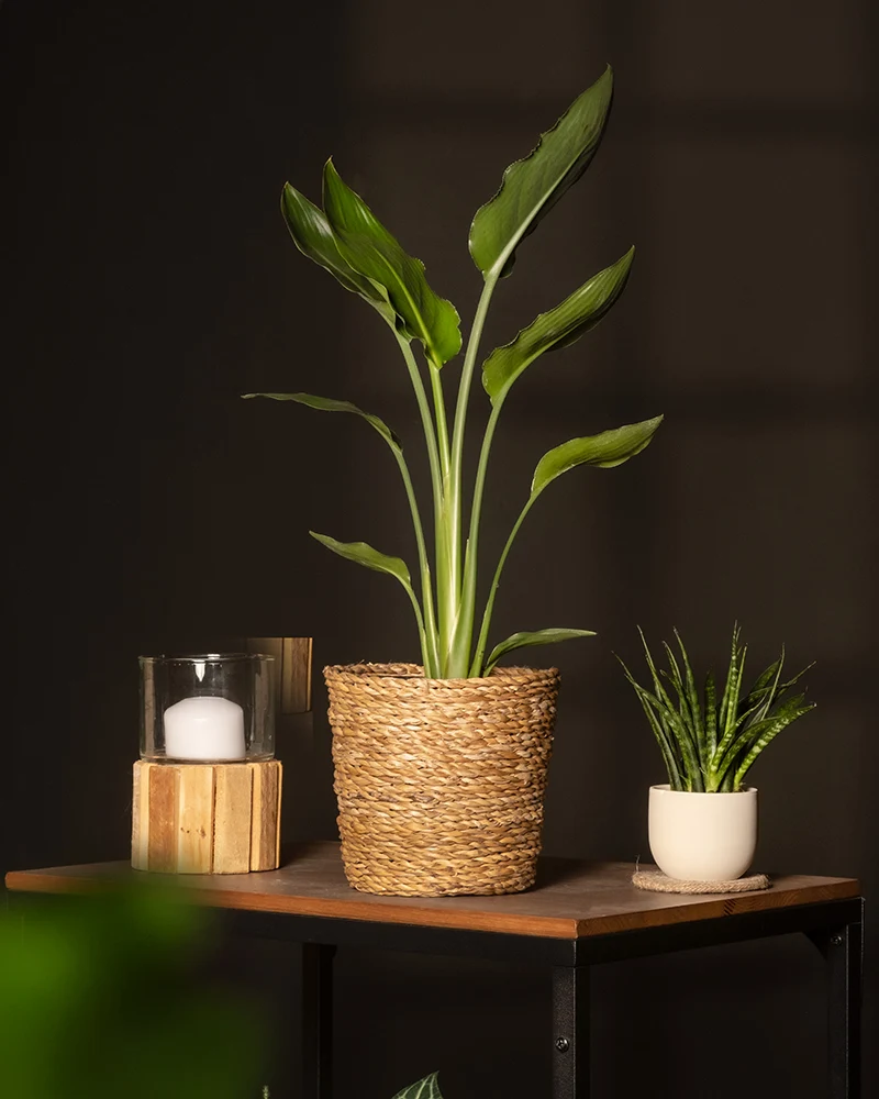 Strelitzia reginae