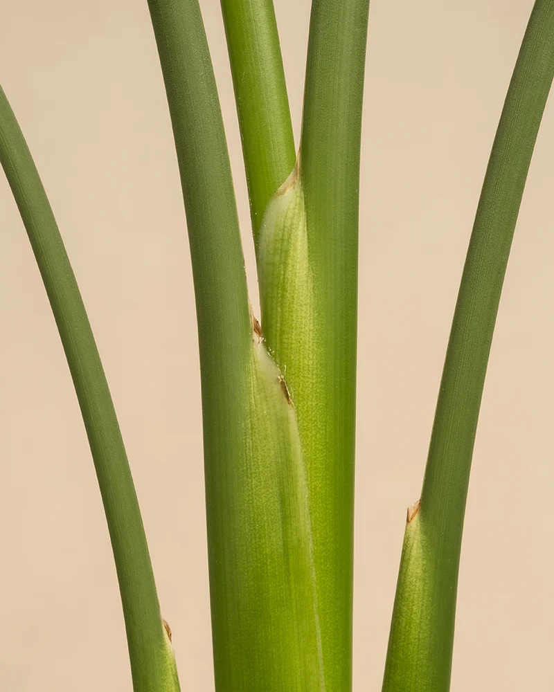 Strelitzia reginae