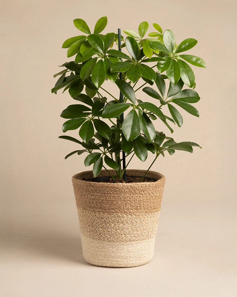 Pflanzenkorb aus Jute (Lapis | 16 cm ⌀)