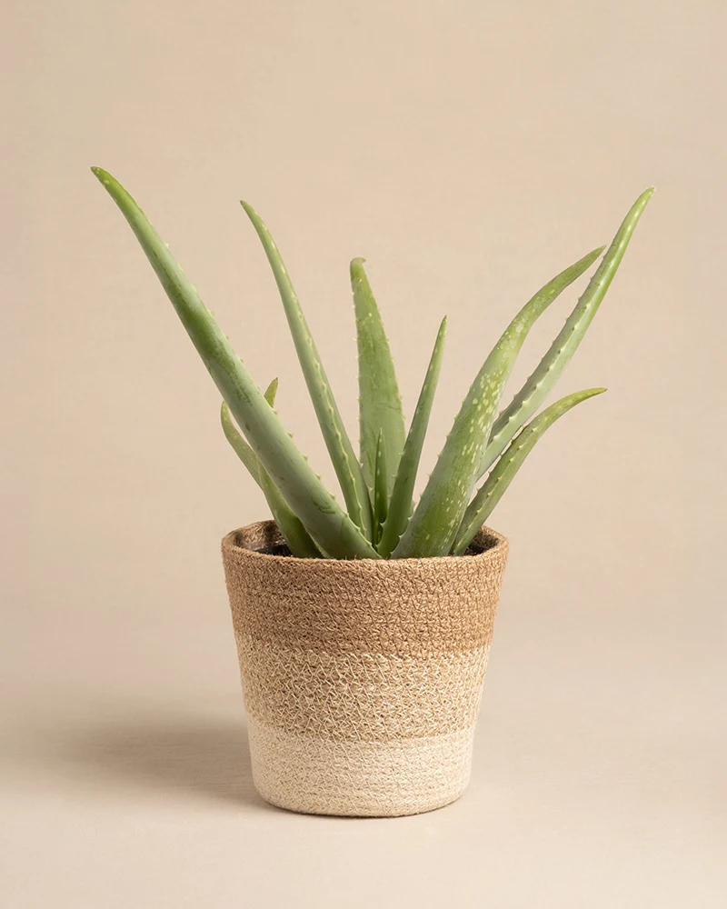 Pflanzenkorb aus Jute (Lapis | 16 cm ⌀)