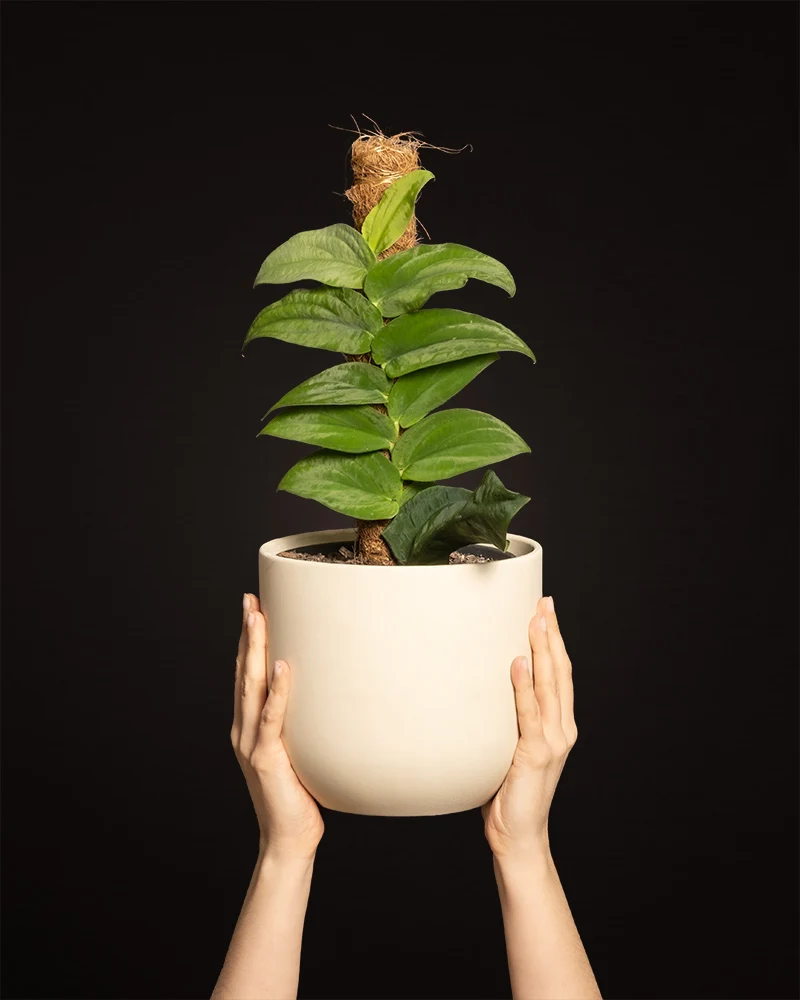Rhaphidophora korthalsii