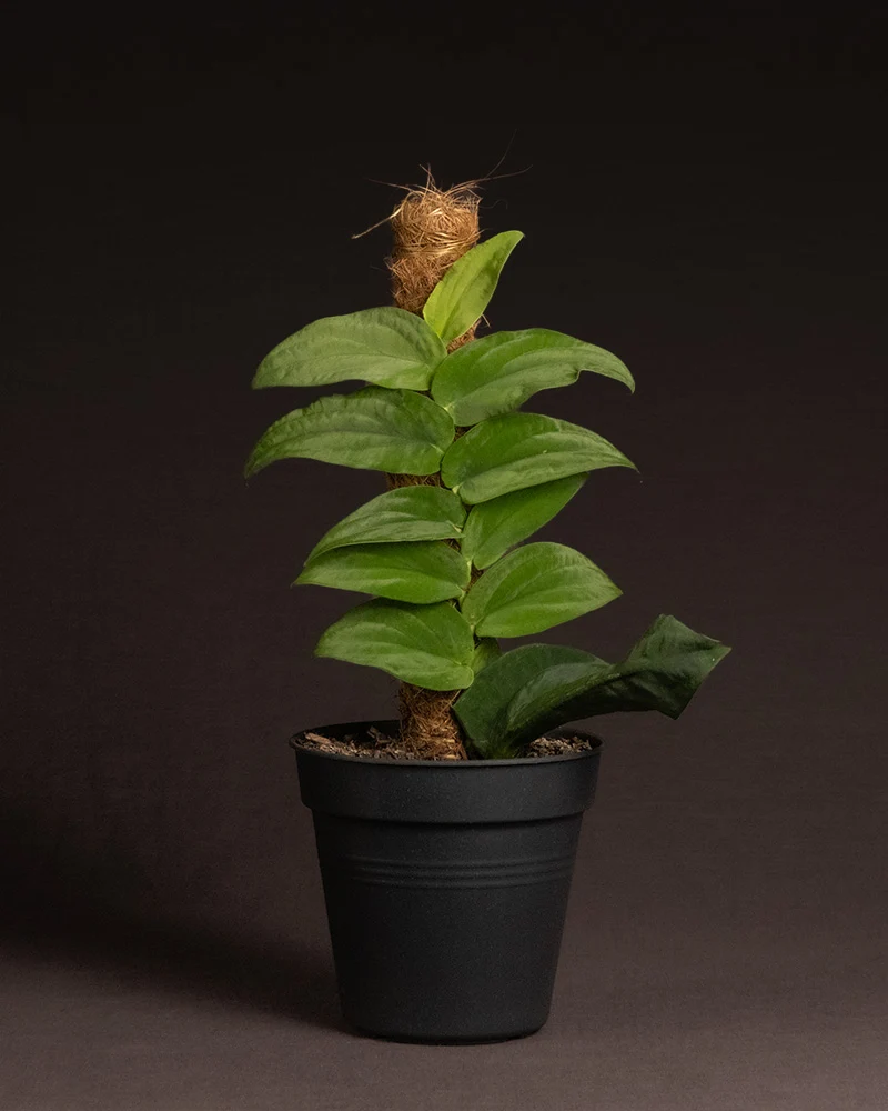 Rhaphidophora korthalsii