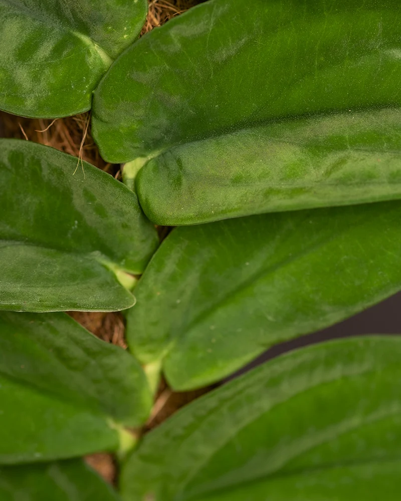 Rhaphidophora korthalsii