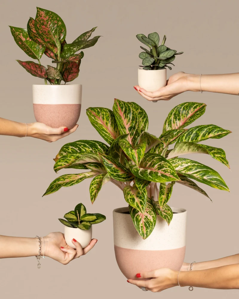 Tropical Beauty Set