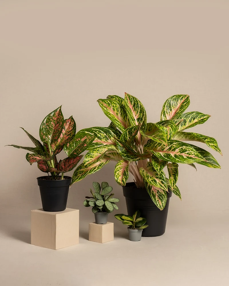 Tropical Beauty Set