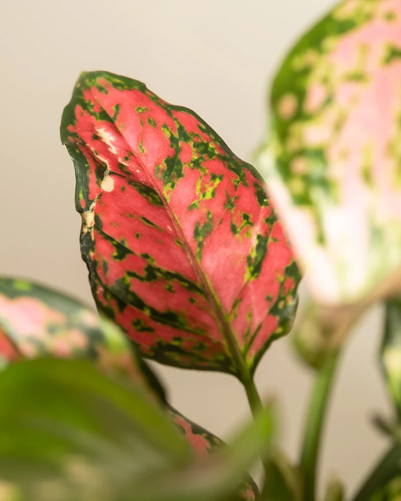 Tropical Beauty Set