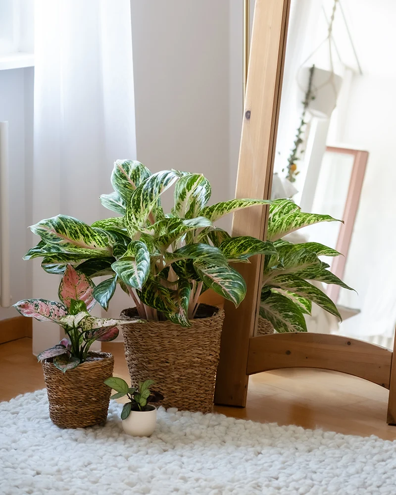 Tropical Beauty Set