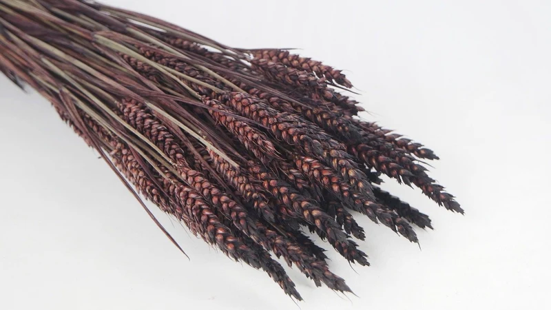 Weizen getrocknet - 1 Bund - Deep brown