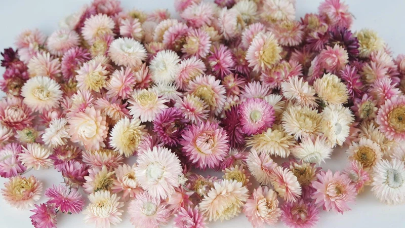 Strohblumen Köpfe - 2 kg - Versch. Farben
