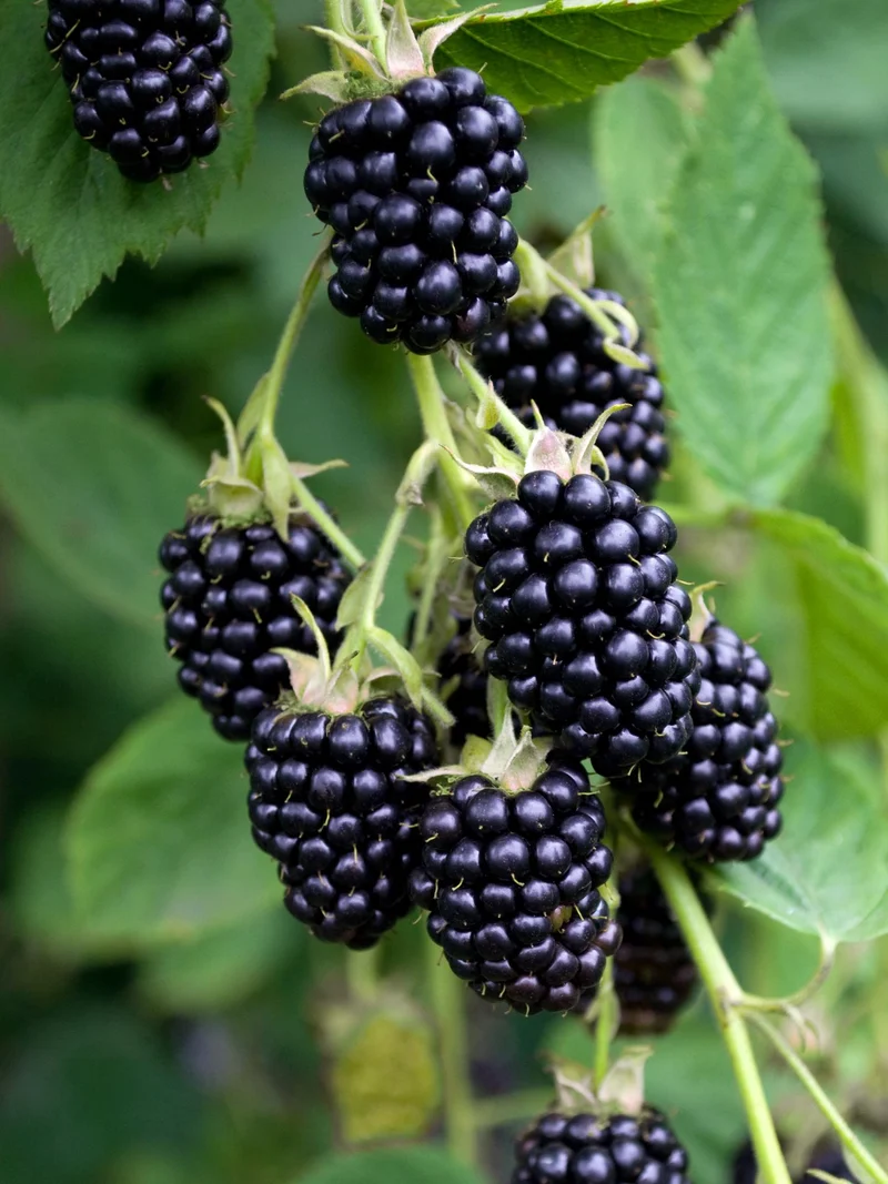 Rubus fruticosus 'Black Satin' - Dornenlose Brombeere - Ø13cm - ↕45cm