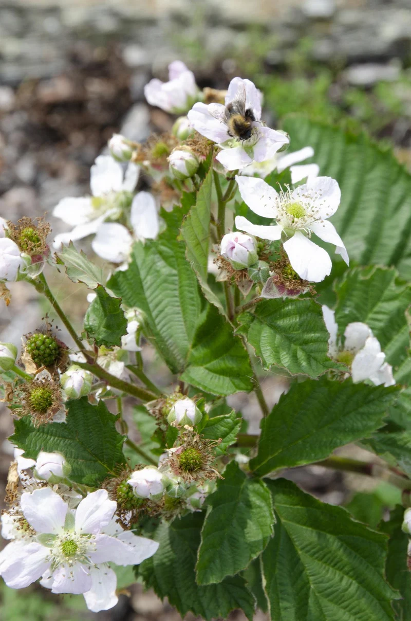 Rubus fruticosus 'Black Satin' - Dornenlose Brombeere - Ø13cm - ↕45cm
