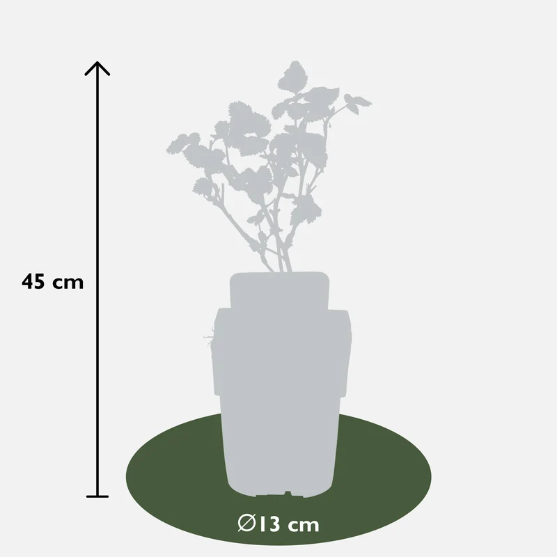Rubus fruticosus 'Black Satin' - Dornenlose Brombeere - Ø13cm - ↕45cm