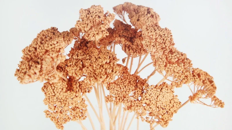 Achillea Parker getrocknet - 1 Bund - Pfirsich