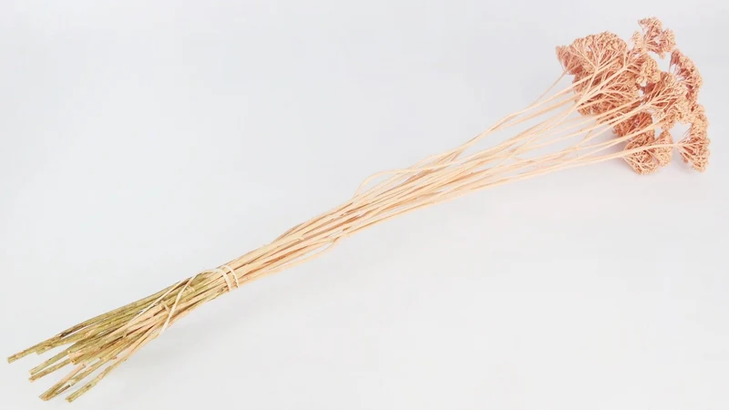 Achillea Parker getrocknet - 1 Bund - Pfirsich