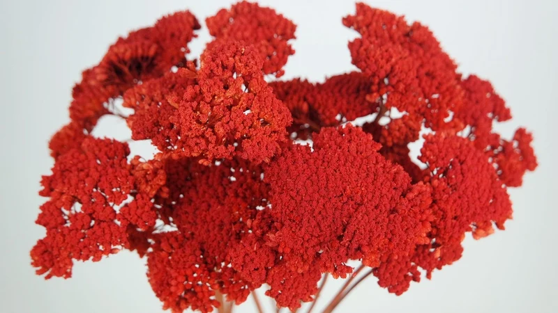 Achillea Parker getrocknet - 1 Bund - Siana