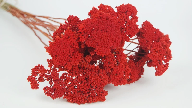 Achillea Parker getrocknet - 1 Bund - Siana