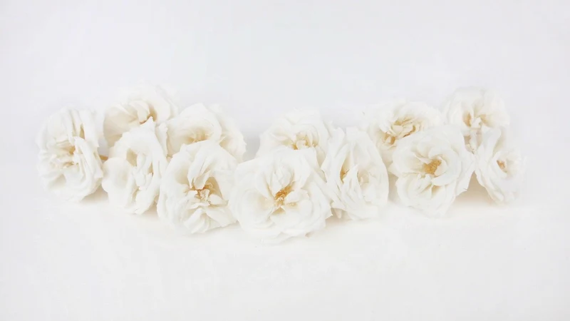 Rosen konserviert French Marianne Earth Matters - 12 Köpfe - Pure white 001