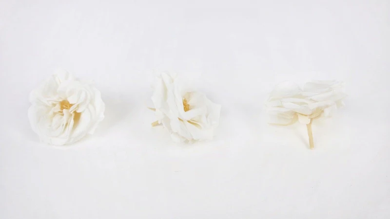Rosen konserviert French Marianne Earth Matters - 12 Köpfe - Pure white 001